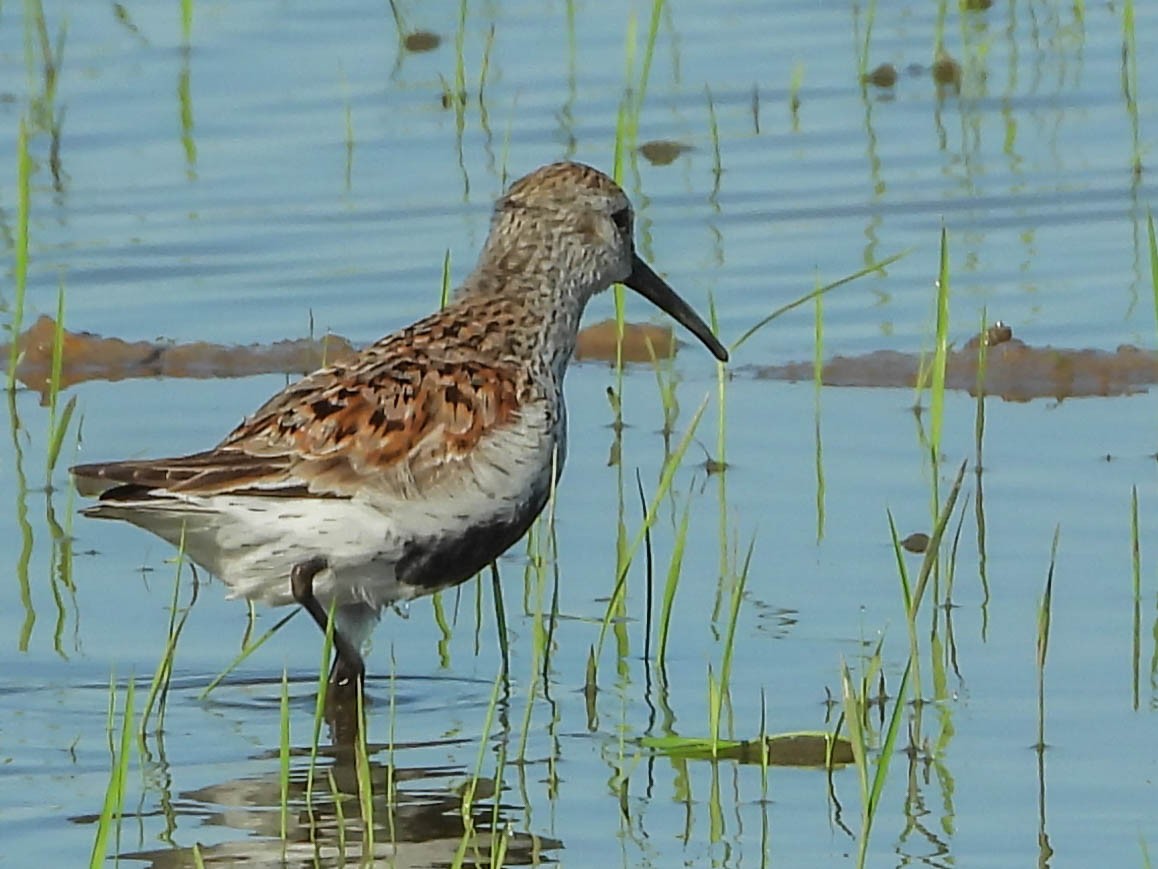 Dunlin - ML230466141