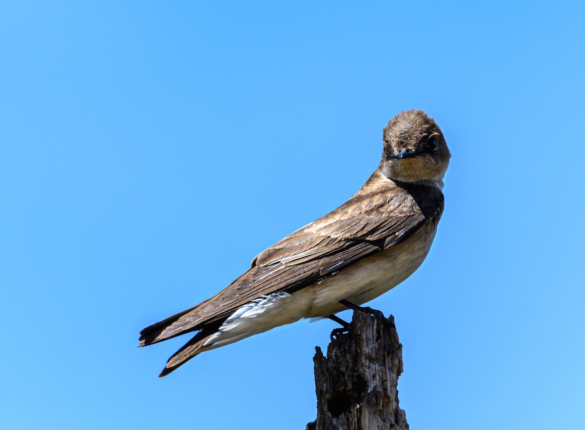 Northern Rough-winged Swallow - ML230466621