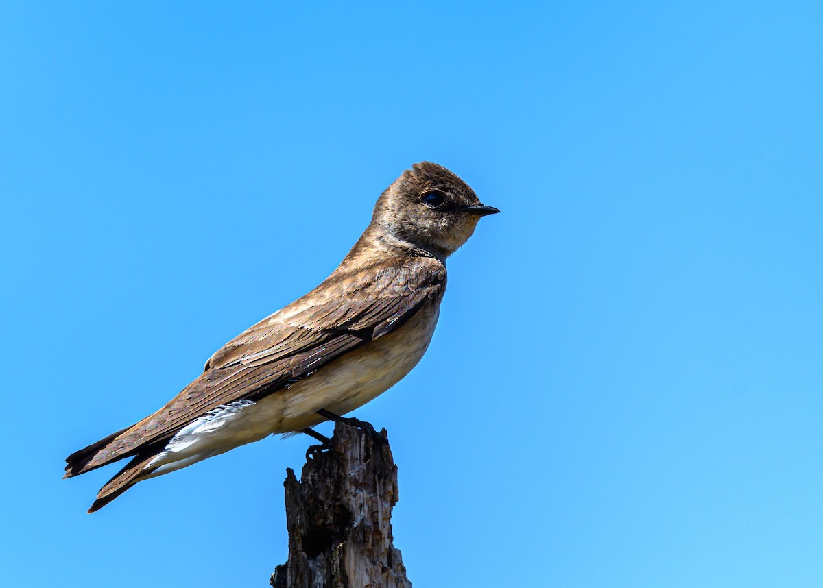 Northern Rough-winged Swallow - ML230466671