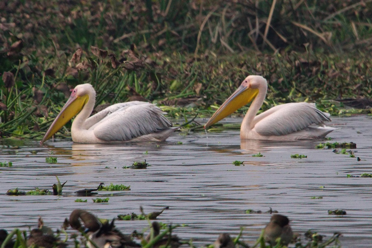 Great White Pelican - ML230467541