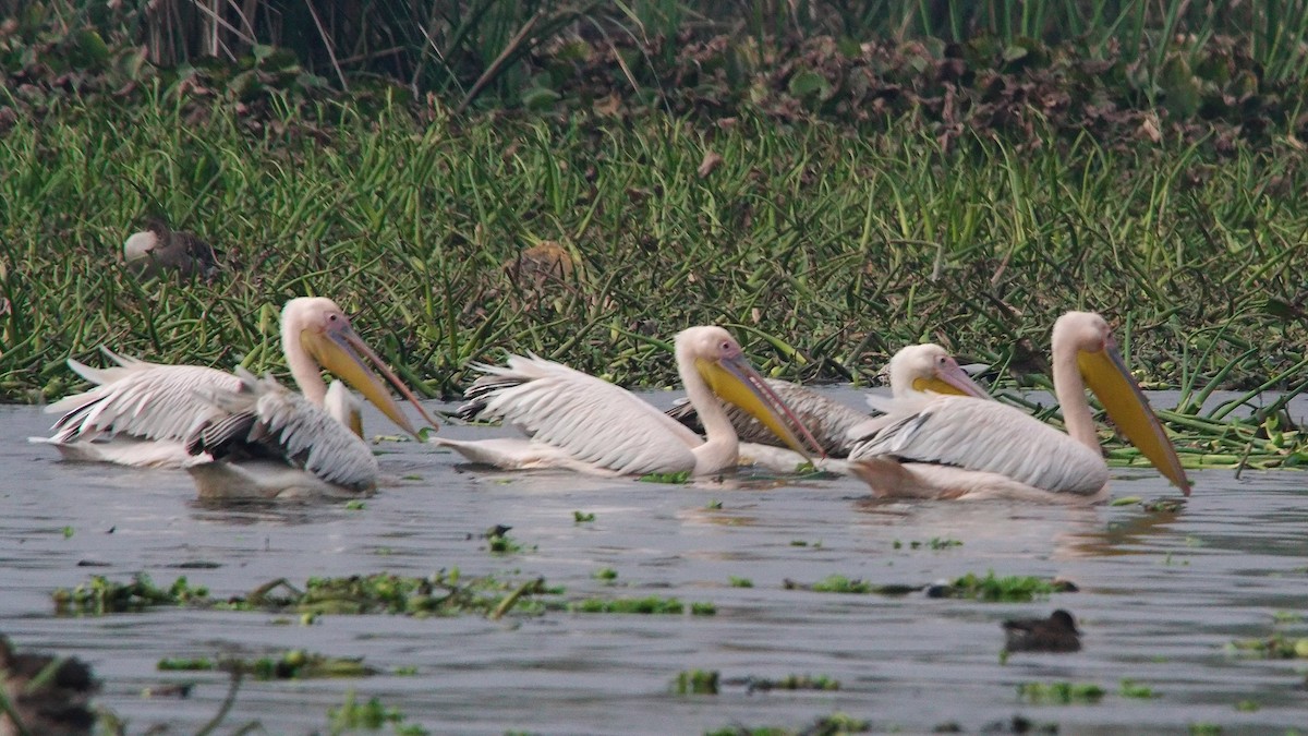 Great White Pelican - ML230467591