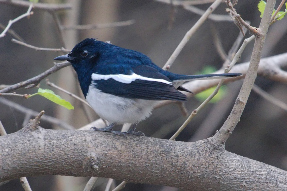 Oriental Magpie-Robin - ML230467871