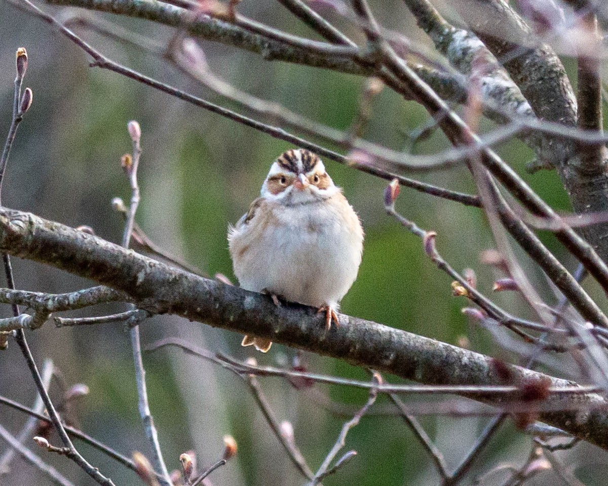 Clay-colored Sparrow - ML230468391