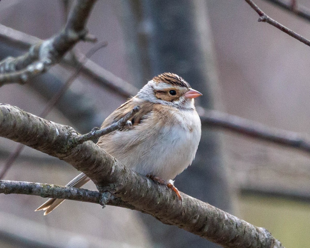 Clay-colored Sparrow - ML230468421