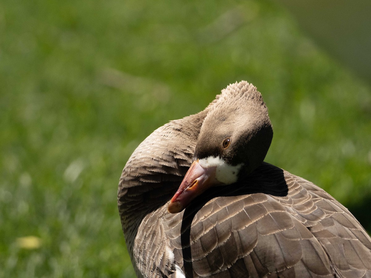 Greater White-fronted Goose - Ross Henderson-McBean