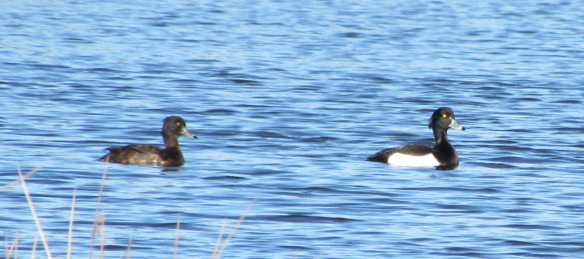 Tufted Duck - ML23047031