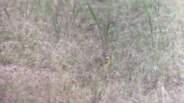 Western/Eastern Yellow Wagtail - ML230471011