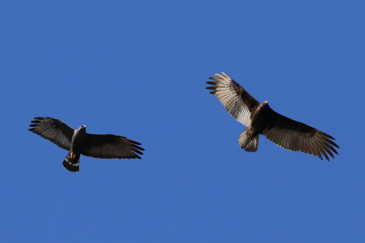 Zone-tailed Hawk - Dan Jones