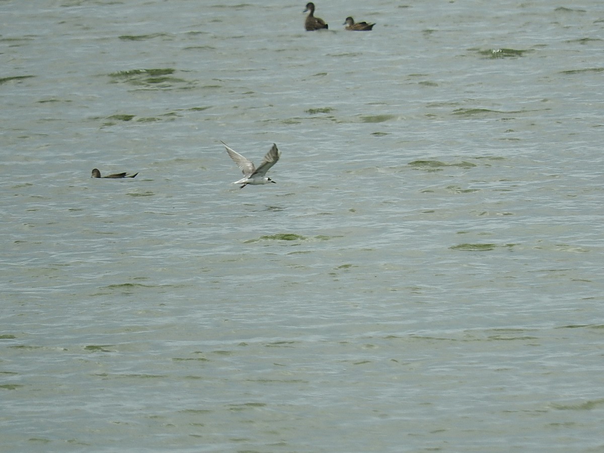 White-winged Tern - ML230473151