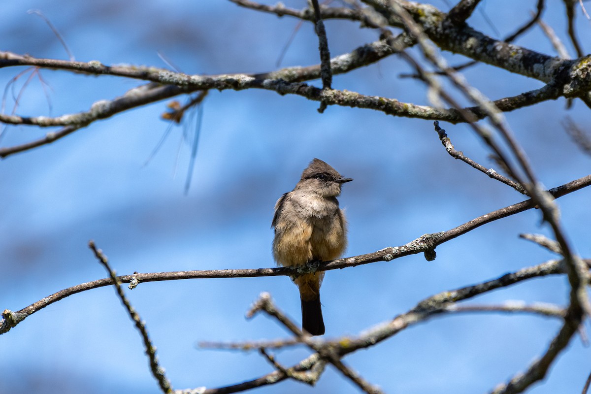 Say's Phoebe - ML230474061