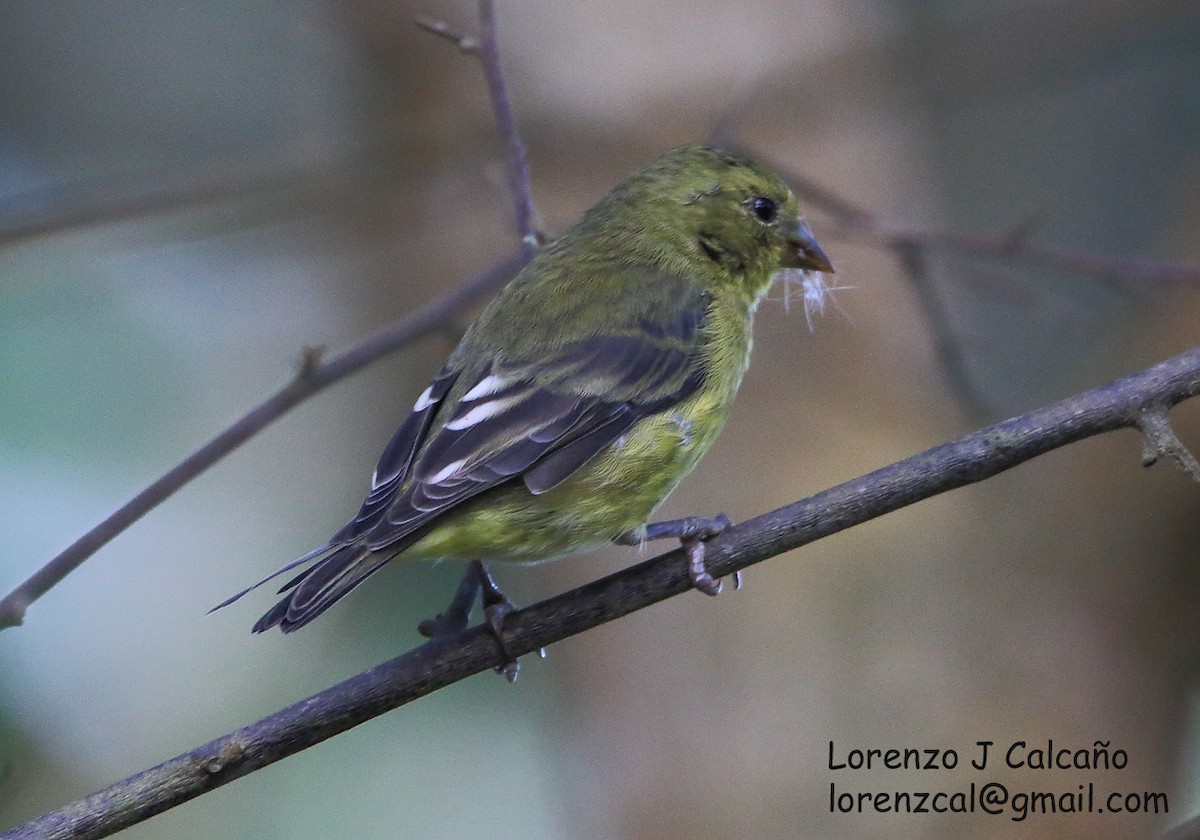 Lesser Goldfinch - ML230474881