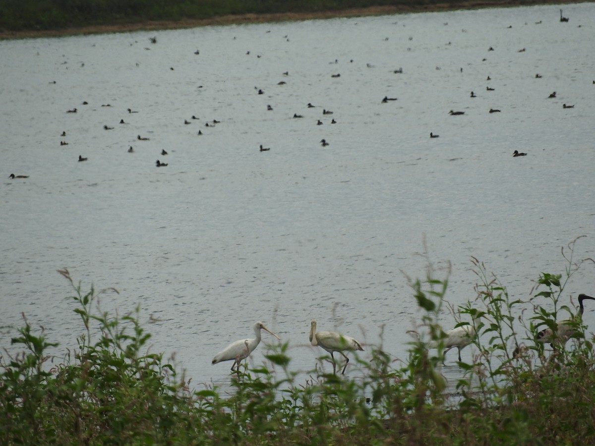 Yellow-billed Spoonbill - ML230474921