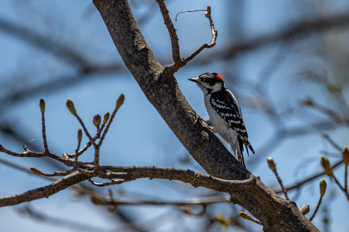 Downy Woodpecker - ML230475351