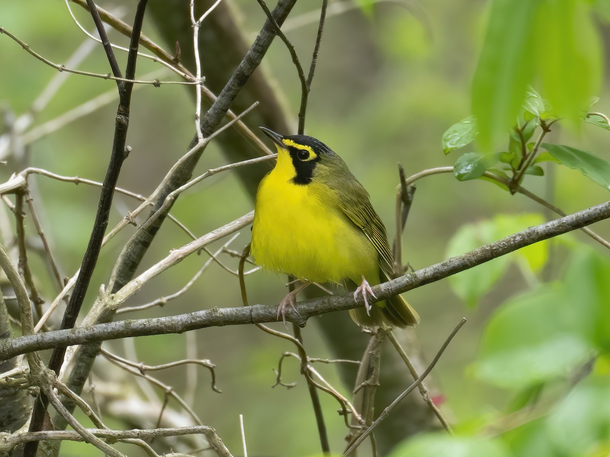 Kentucky Warbler - ML230476181