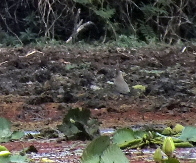 Madagascar Pratincole - ML230476251