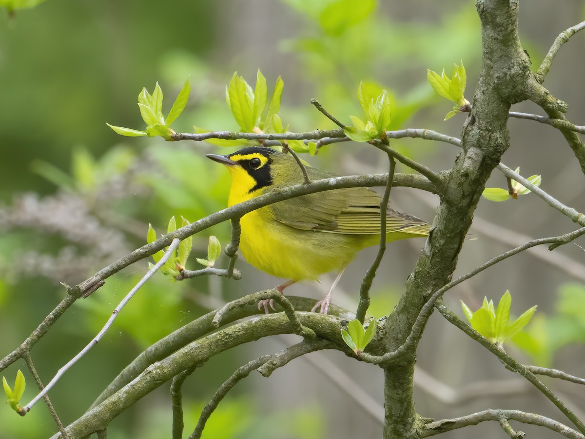 Kentucky Warbler - ML230476271