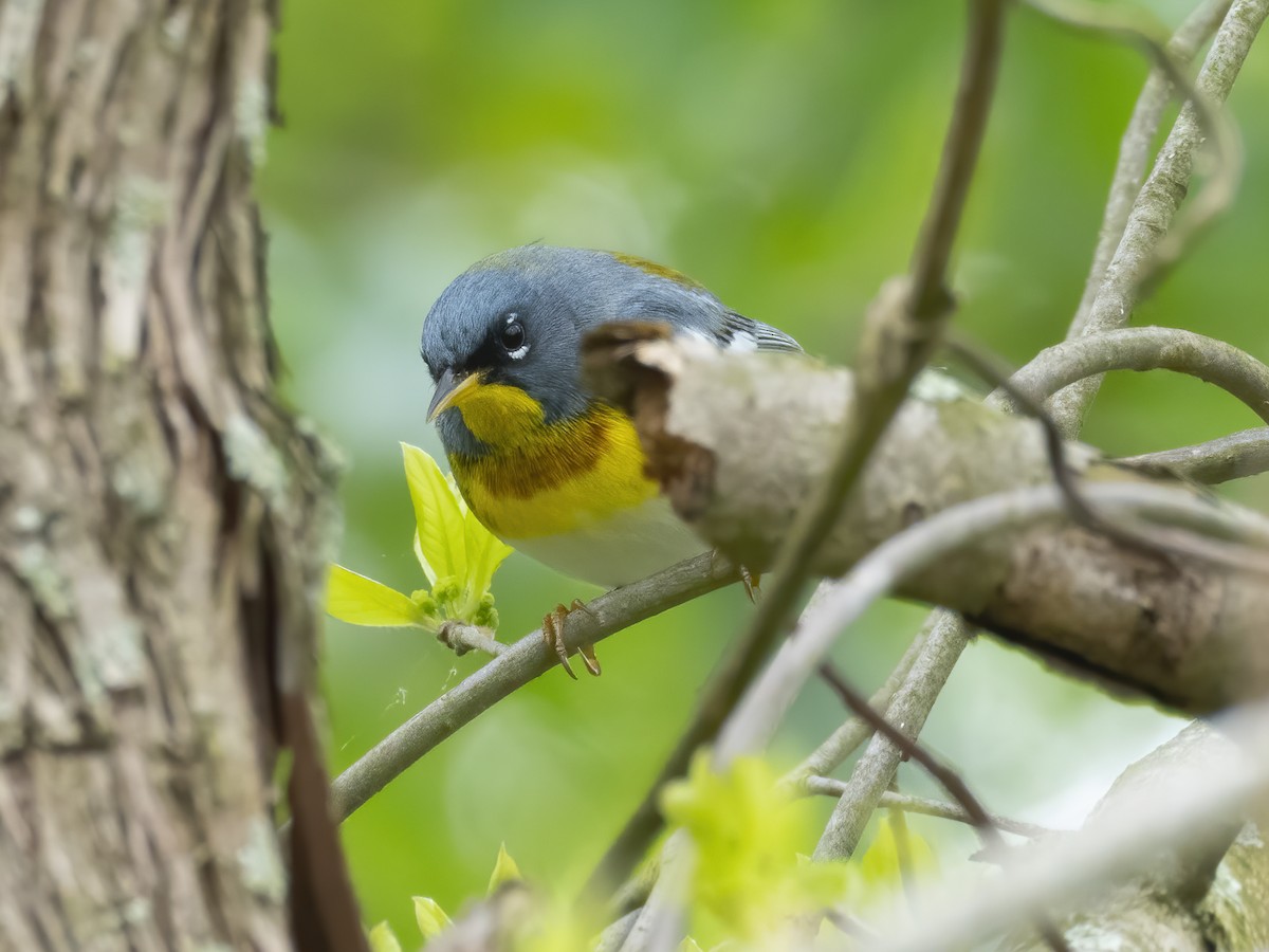 Northern Parula - ML230476351