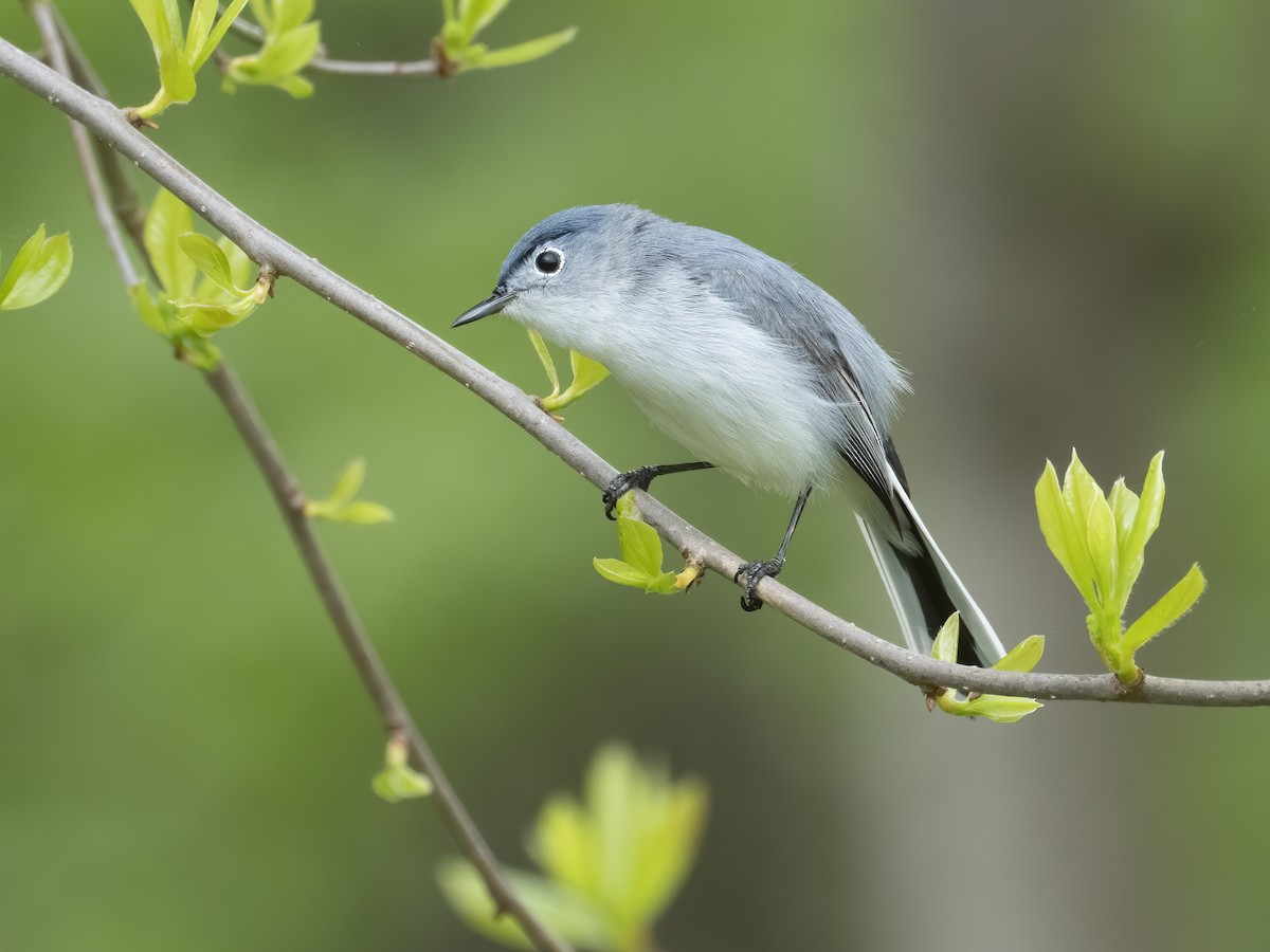 Blue-gray Gnatcatcher - ML230476421