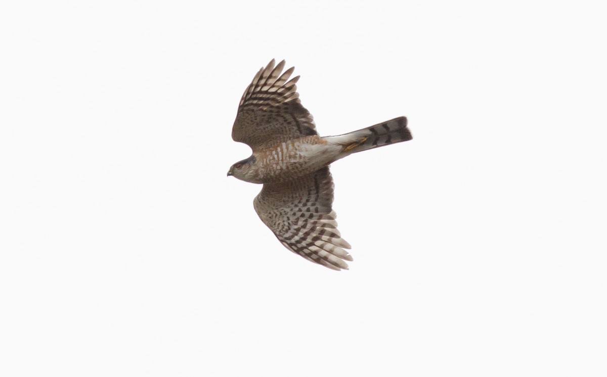 Sharp-shinned Hawk - Alix d'Entremont