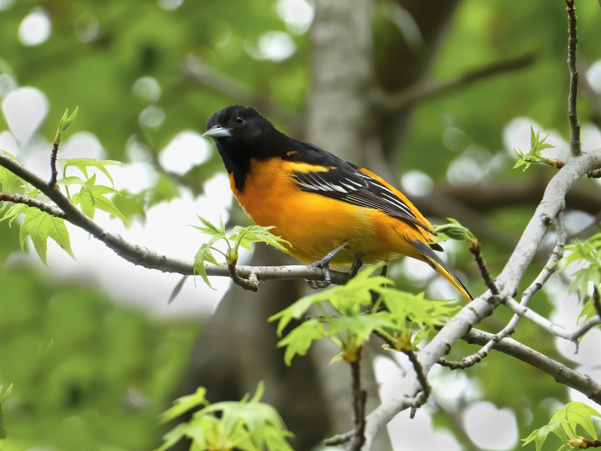 Baltimore Oriole - ML230476481