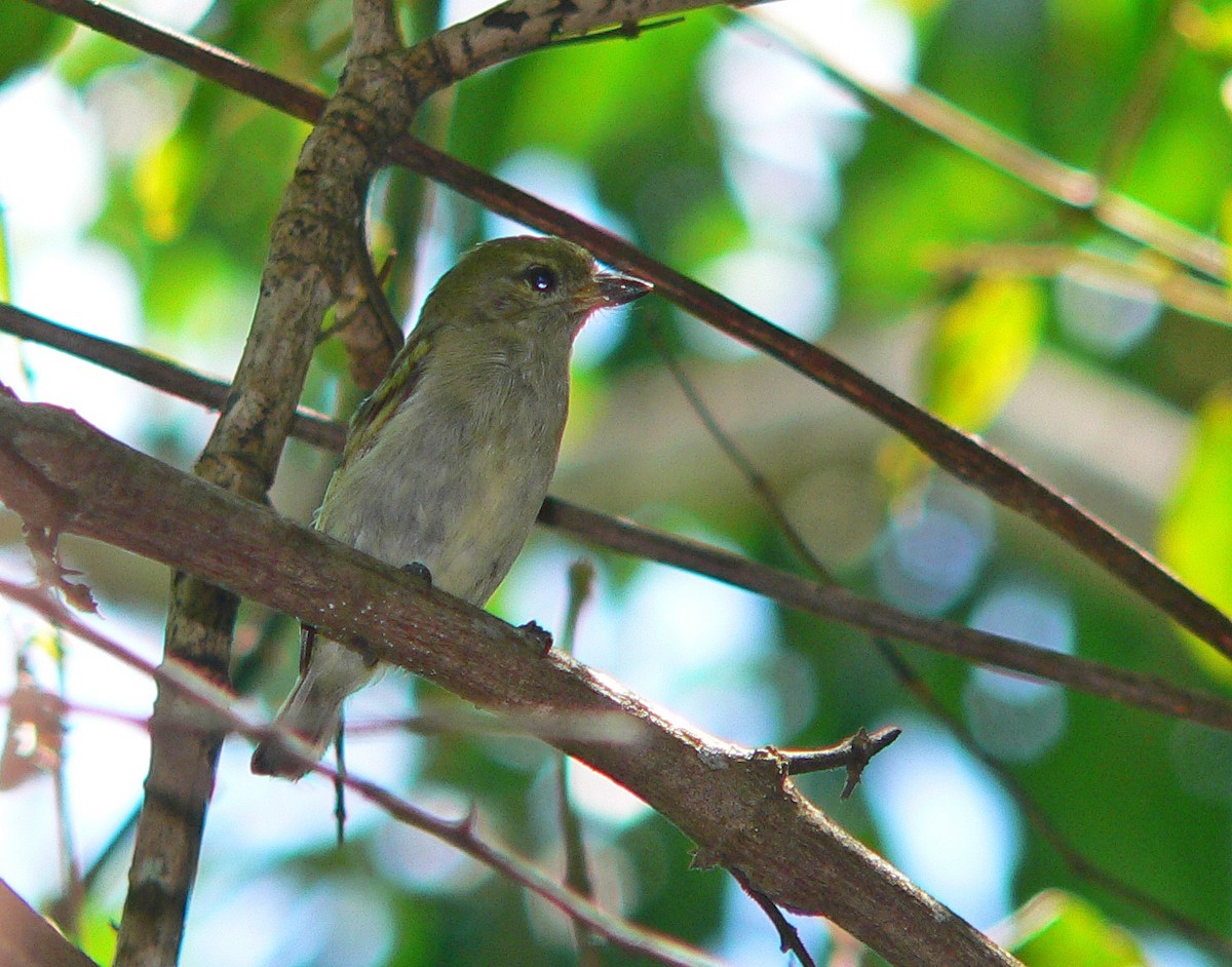 Green Tinkerbird - ML230476841