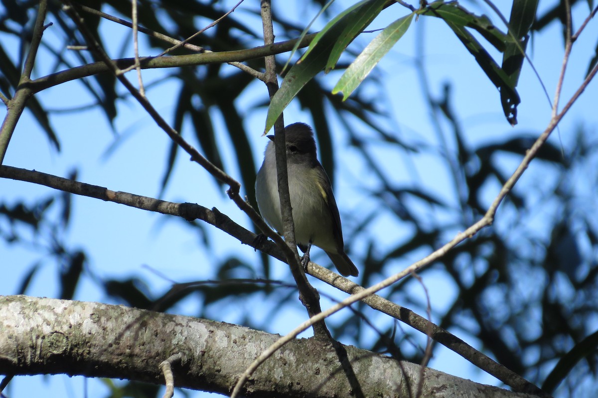 Southern Beardless-Tyrannulet - ML230477161