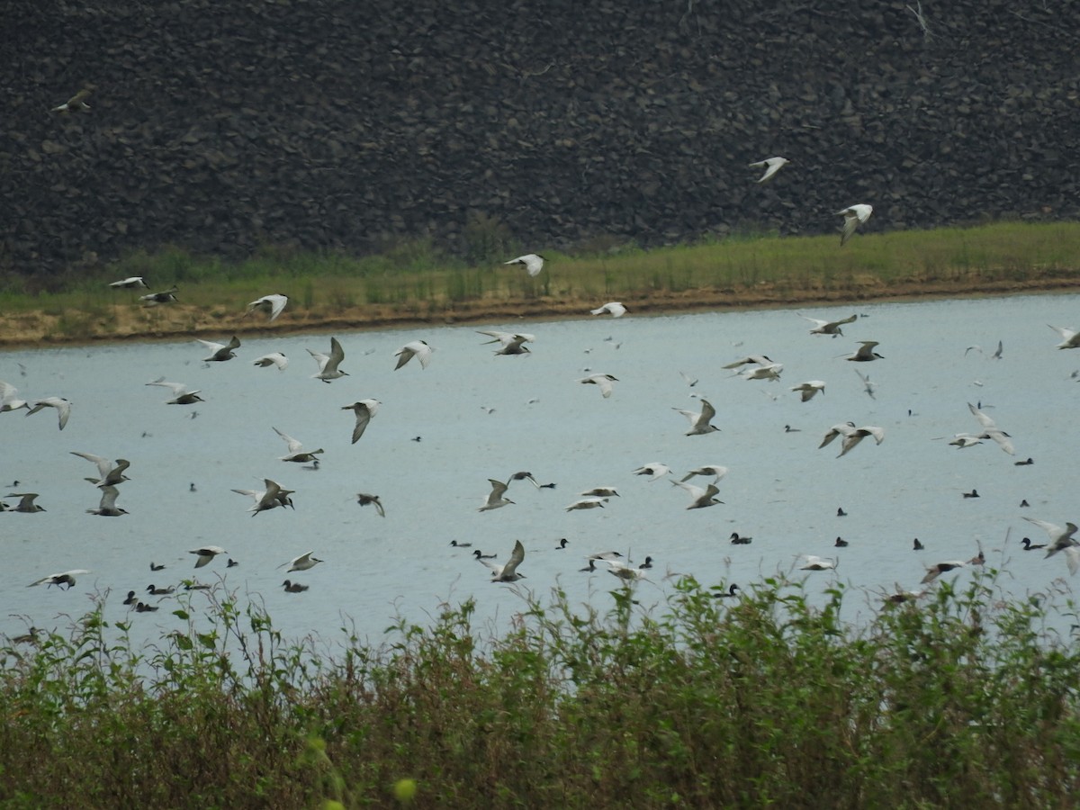 Whiskered Tern - George Vaughan