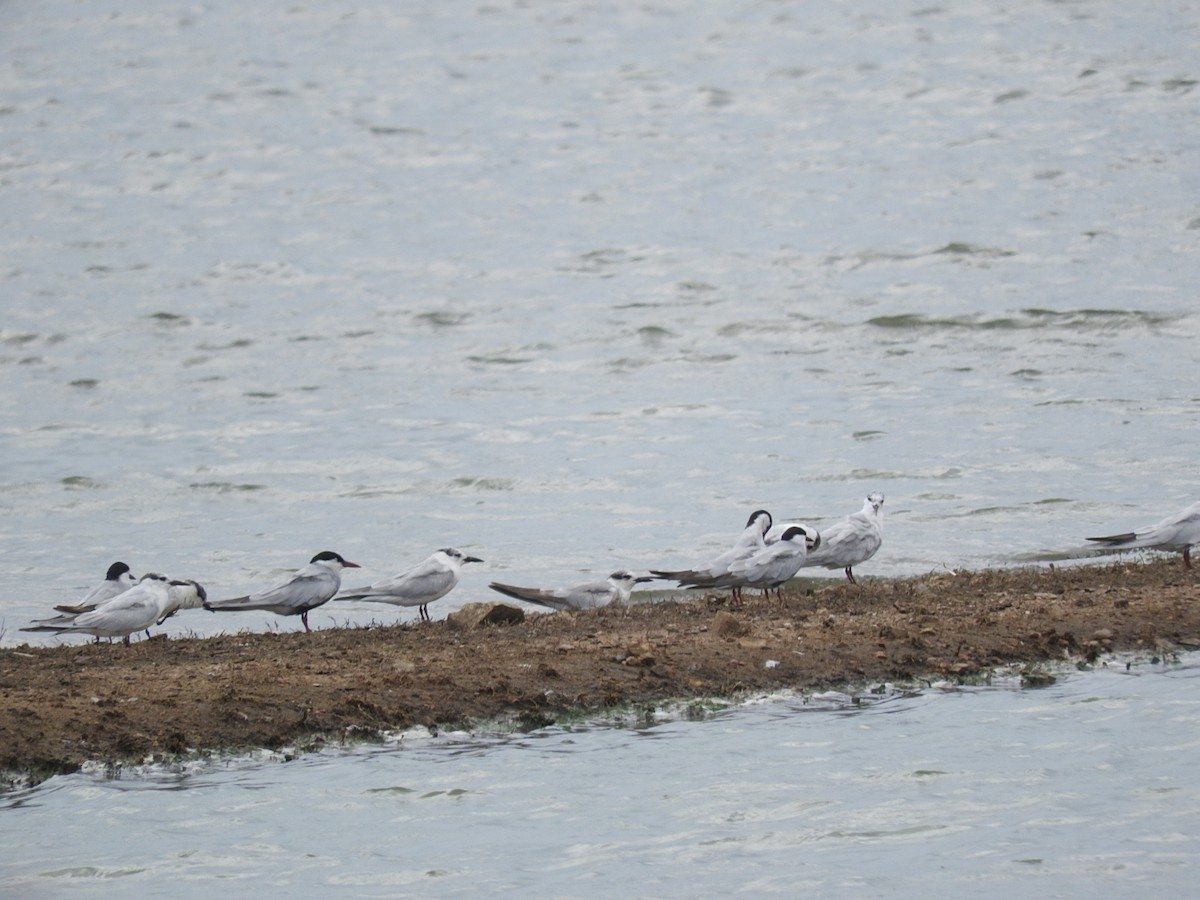 Whiskered Tern - ML230477651