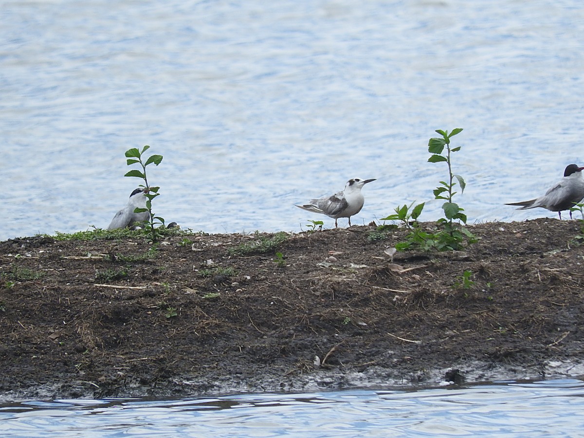 White-winged Tern - ML230477951