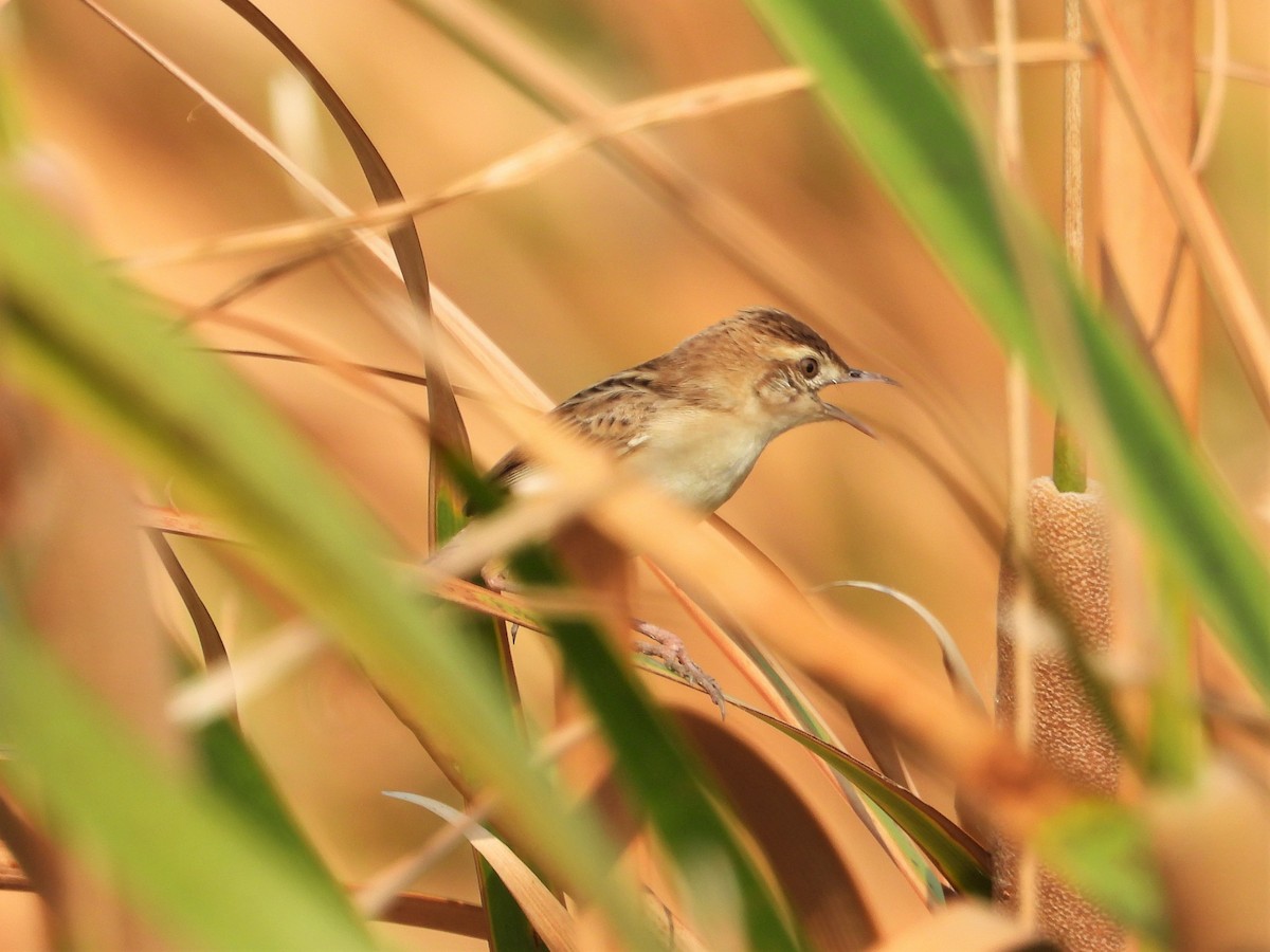 Zitting Cisticola - Ben Weil