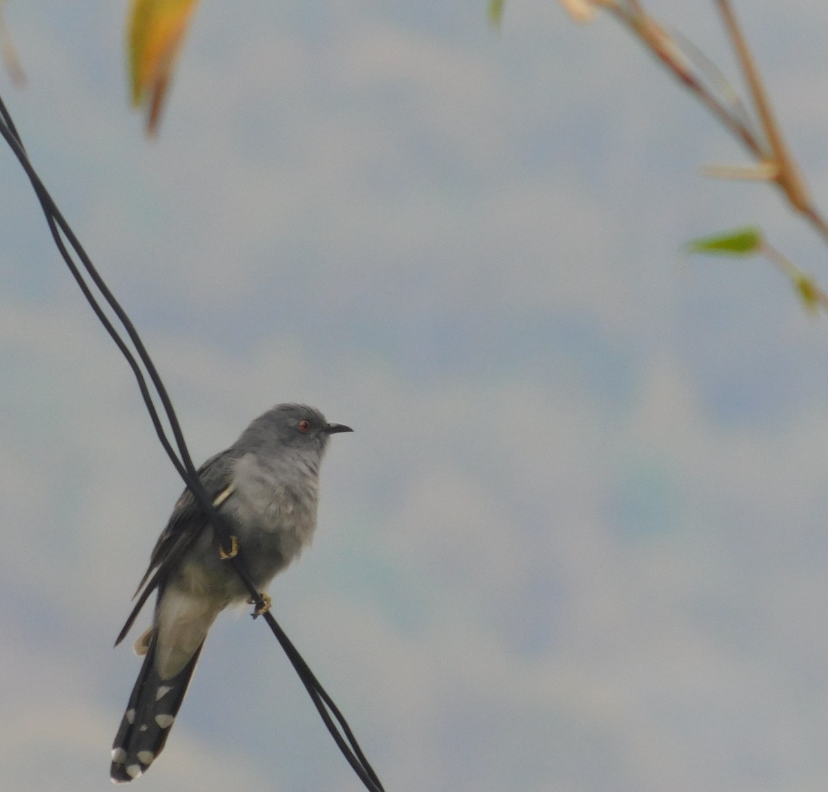 Gray-bellied Cuckoo - ML230482251