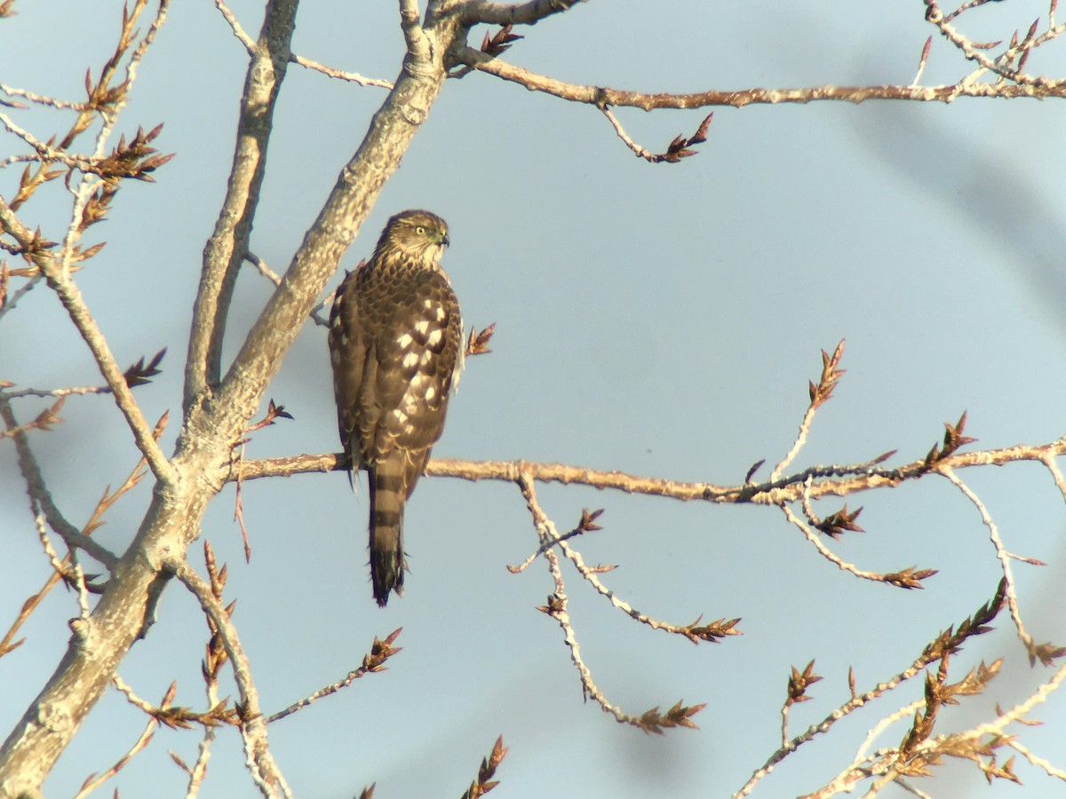 Cooper's Hawk - ML23048251