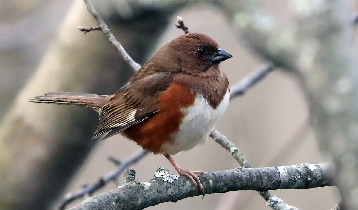 Eastern Towhee - ML230484241