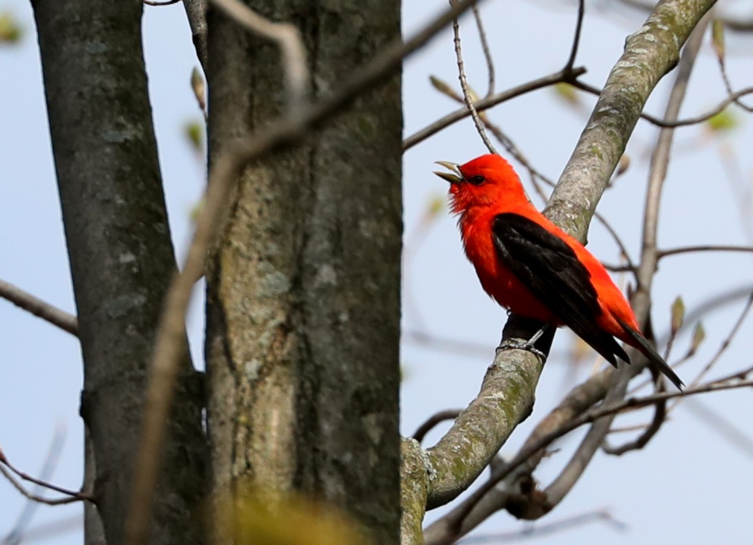 Scarlet Tanager - ML230484291