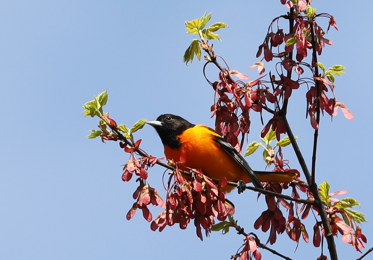 Baltimore Oriole - ML230484381