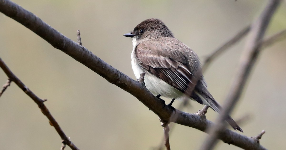 Eastern Phoebe - ML230484701