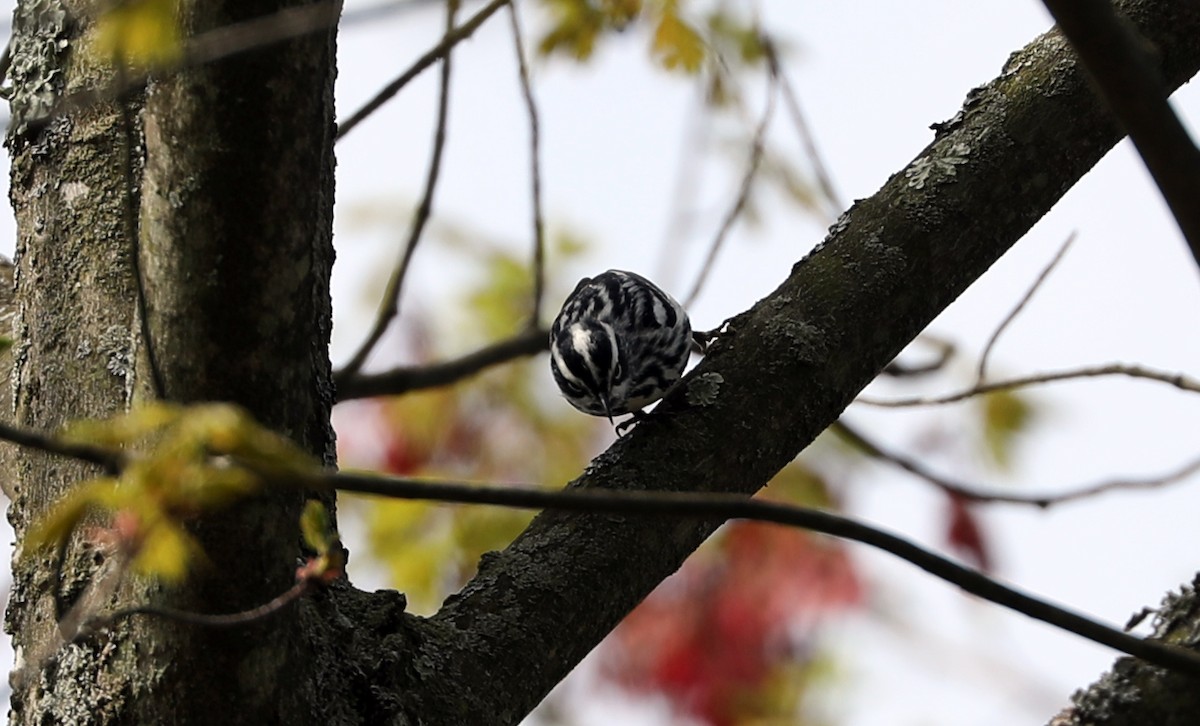 Black-and-white Warbler - ML230485241