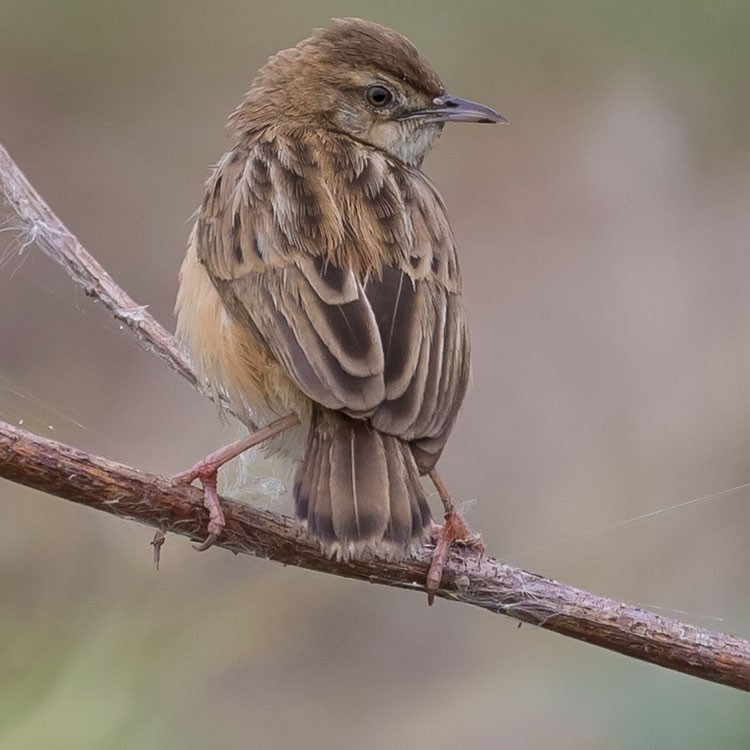 Zitting Cisticola - www.aladdin .st