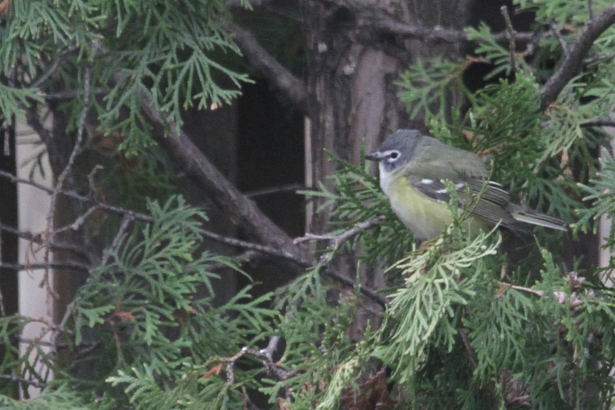 Blue-headed Vireo - Gord Schirlie