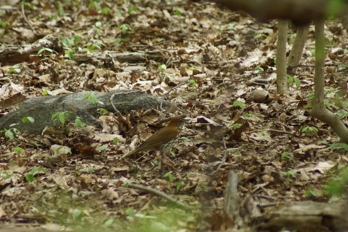 Wood Thrush - ML230491501