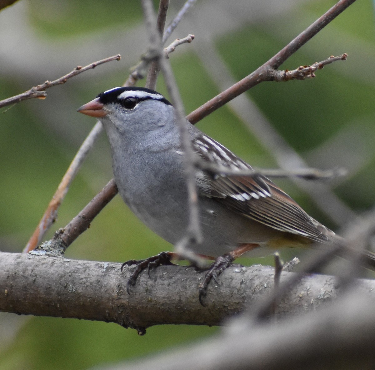 White-crowned Sparrow - ML230492481