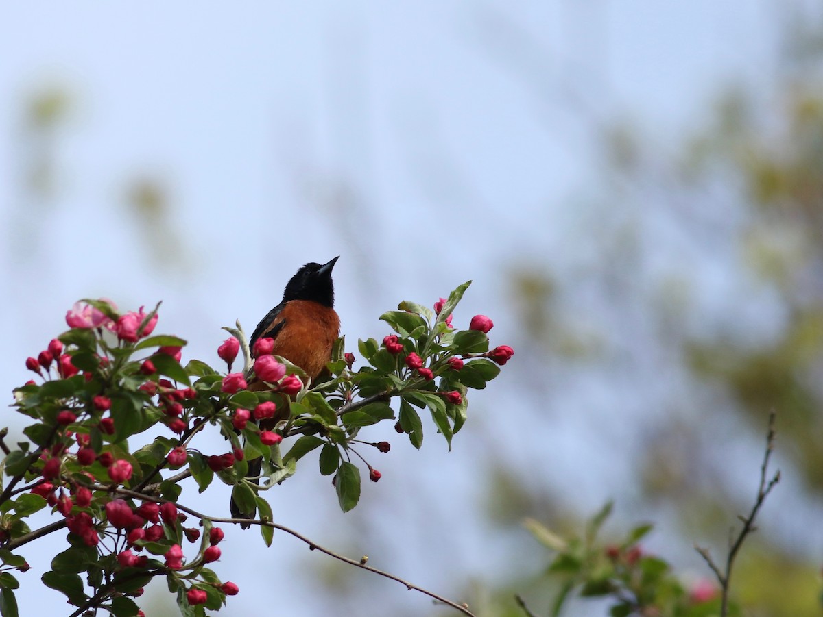 Orchard Oriole - ML230494261