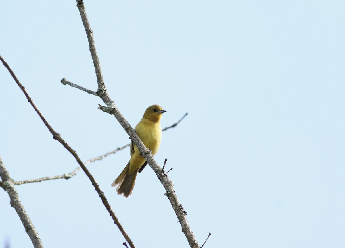 Orchard Oriole - ML230494291