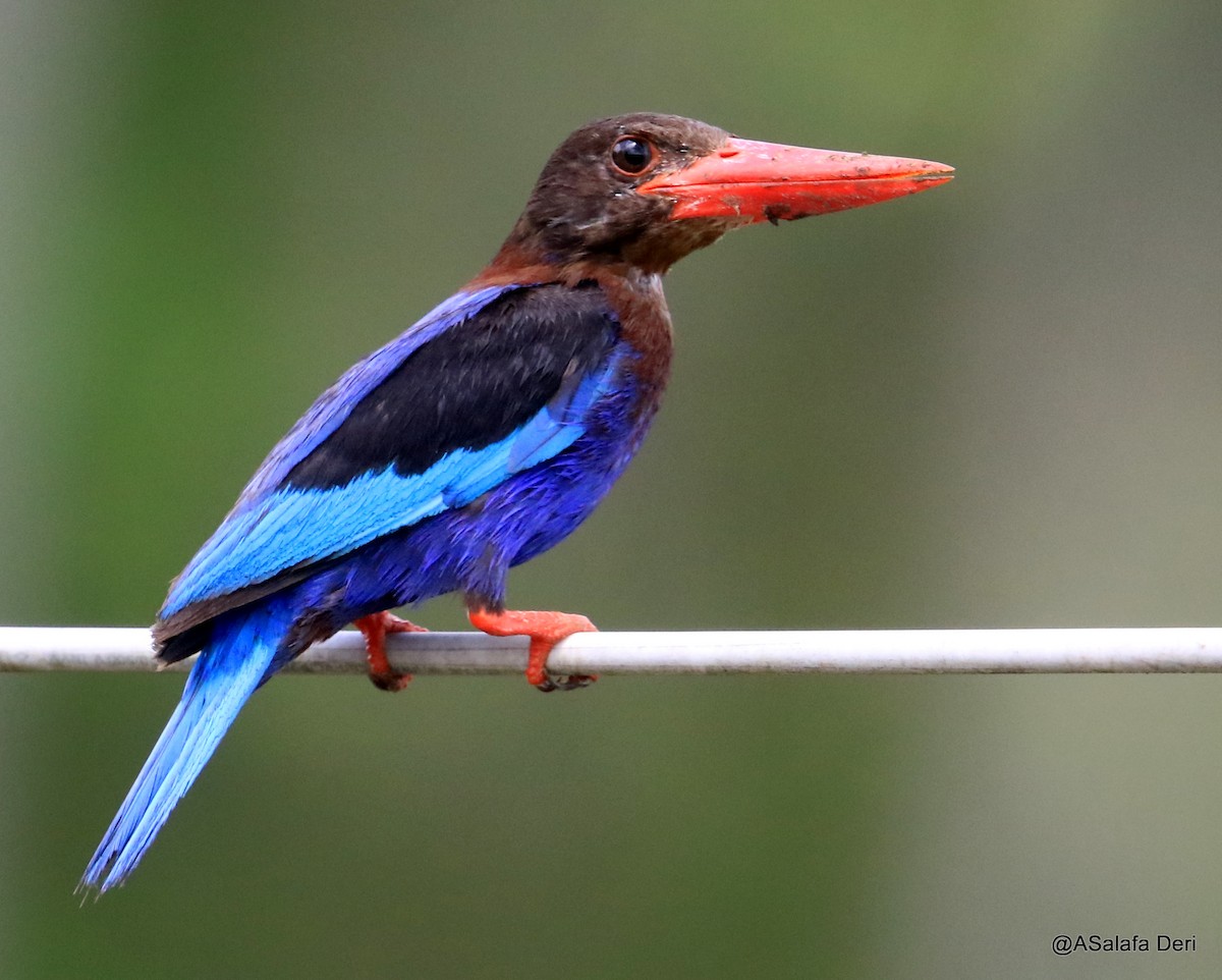 Javan Kingfisher - Fanis Theofanopoulos (ASalafa Deri) 🐐
