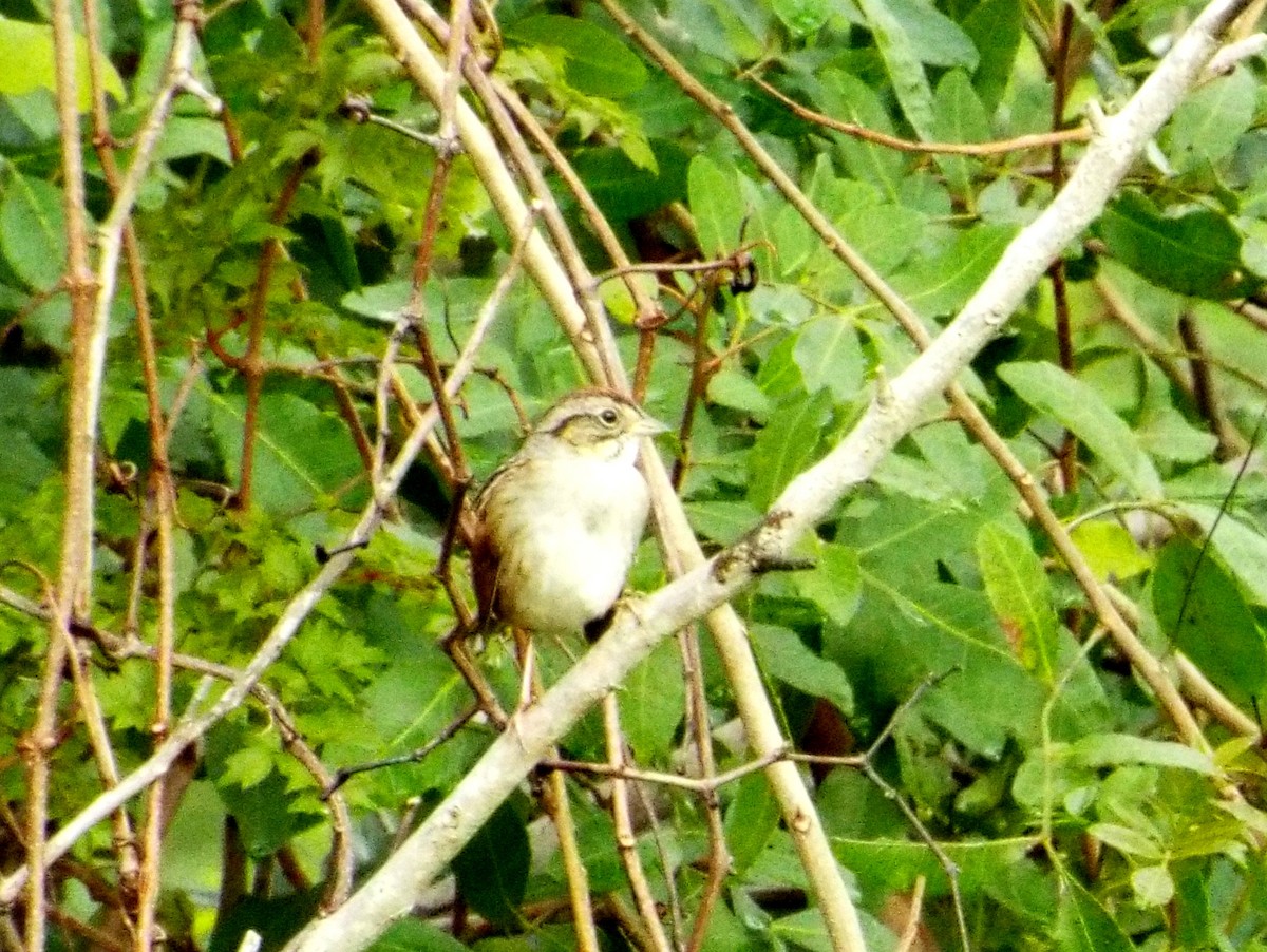 Swamp Sparrow - ML23049551