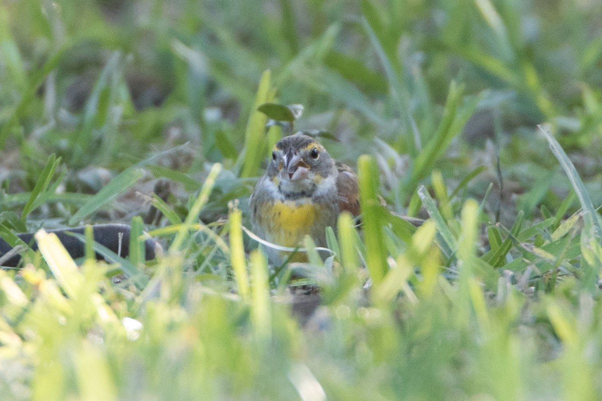 Rotschulterkardinal - ML23049571