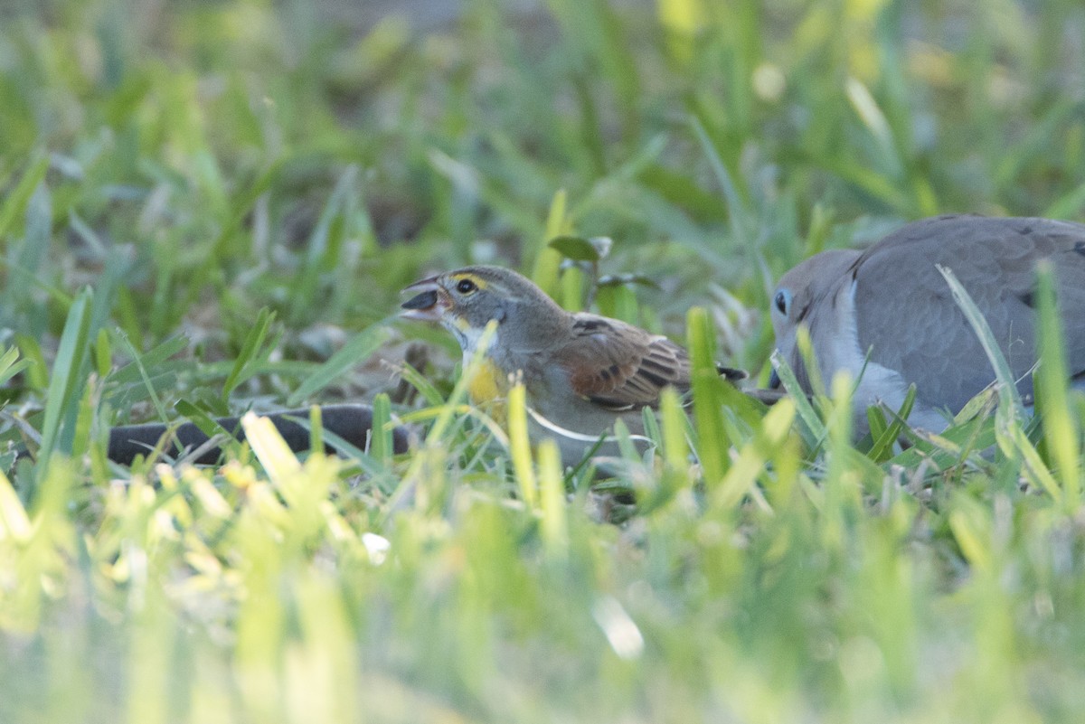 Rotschulterkardinal - ML23049581