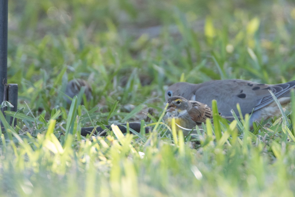 Rotschulterkardinal - ML23049591