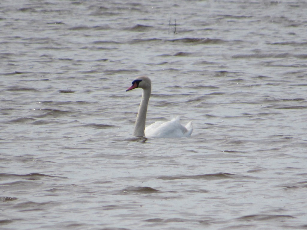 Mute Swan - Mickey Ryan