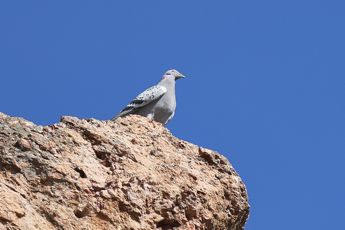 Rock Pigeon (Feral Pigeon) - ML230497971